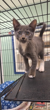 AUSTIN - Domestic Shorthair / Mix available for adoption