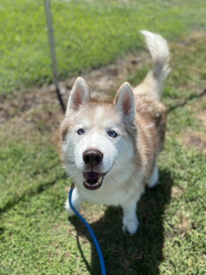 HOOSIER - Mixed Breed, Large (over 44 lbs fully grown) / Mix available for adoption