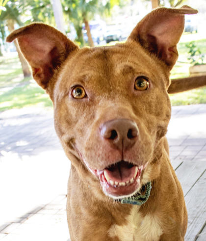 ROYALTY - Mixed Breed, Large (over 44 lbs fully grown) / Mix available for adoption