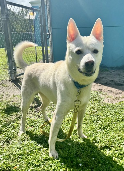 ANGEL - Mixed Breed, Large (over 44 lbs fully grown) / Mix available for adoption