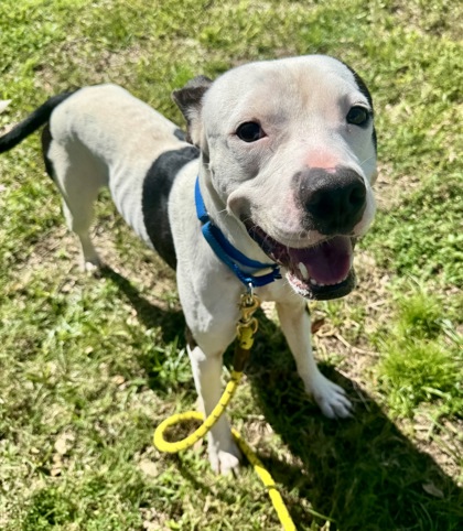 MACHO - Mixed Breed, Large (over 44 lbs fully grown) / Mix available for adoption