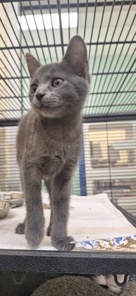 BRIE - Domestic Shorthair / Mix available for adoption