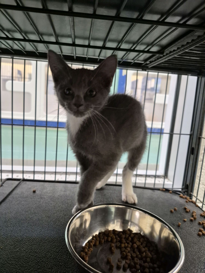 ATTICUS - Domestic Shorthair / Mix available for adoption
