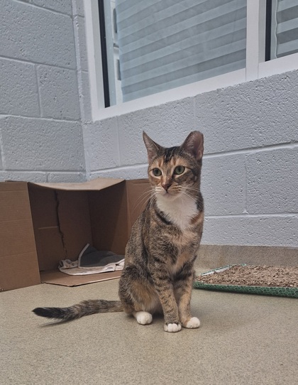 FLAME - Domestic Shorthair / Mix available for adoption