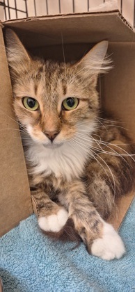 SELKIE - Domestic Longhair / Mix available for adoption