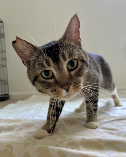 CHAMP - Domestic Shorthair / Mix available for adoption