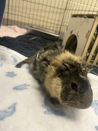 JASON - Guinea Pig / Guinea Pig available for adoption