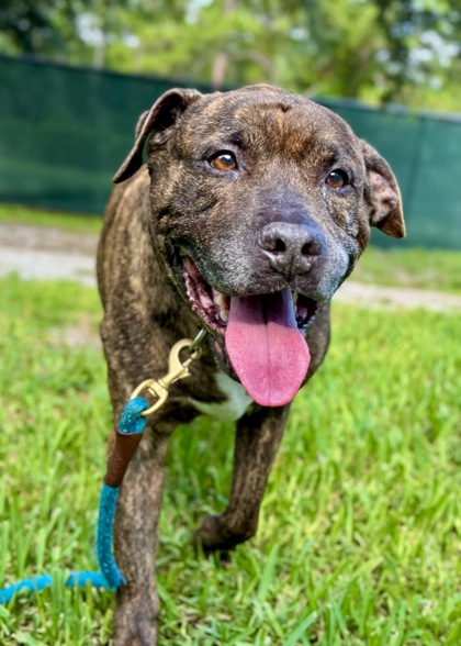 BARREL - Mixed Breed, Large (over 44 lbs fully grown) / Mix for adoption in Palm Bay
