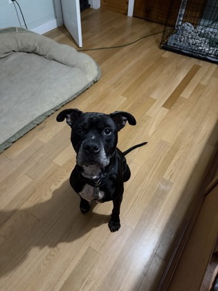 BUGSY - Boxer / Mix available for adoption