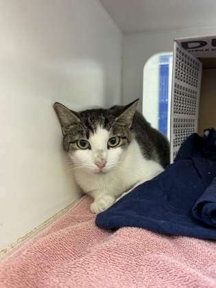 DOTTY - Domestic Shorthair / Mix available for adoption