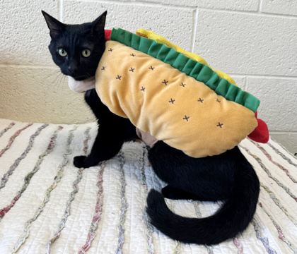 COSTCO HOTDOG - Domestic Shorthair / Mix available for adoption