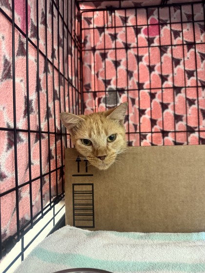 BANANA PUDDING - Domestic Shorthair / Mix available for adoption