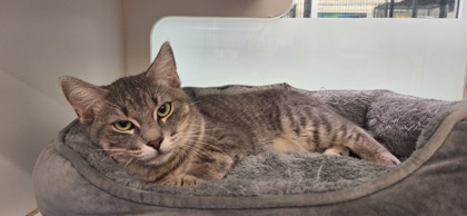 DUCKY - Domestic Shorthair / Mix available for adoption