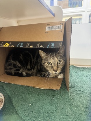 THOR - Domestic Shorthair / Mix available for adoption