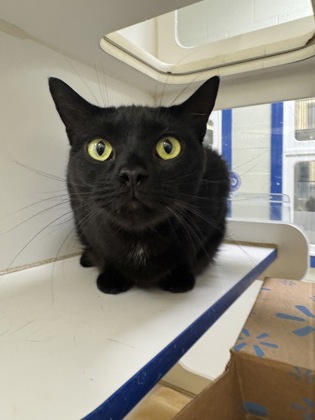 JACKIE - Domestic Shorthair / Mix available for adoption