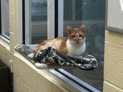 SUNDAY - Domestic Shorthair / Mix available for adoption