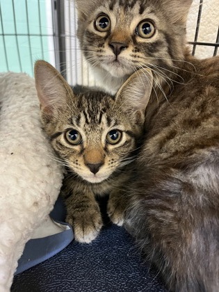 LAMBO - Domestic Shorthair / Mix available for adoption