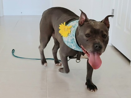 LULU - Mixed Breed, Large (over 44 lbs fully grown) / Mix for adoption in Palm Bay