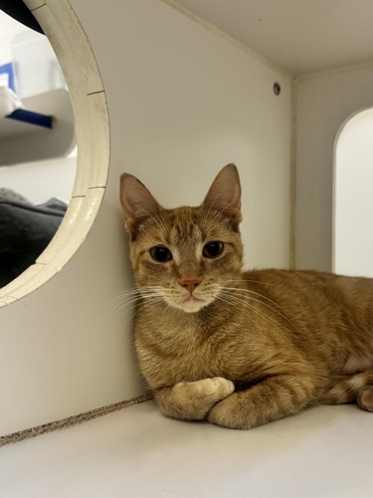 BUFFALO BILL - Domestic Shorthair / Mix available for adoption