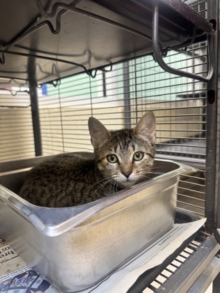 BEAN DIP - Domestic Shorthair / Mix available for adoption