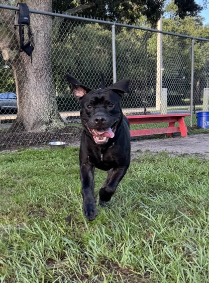 DJ - Mastiff / Cane Corso available for adoption
