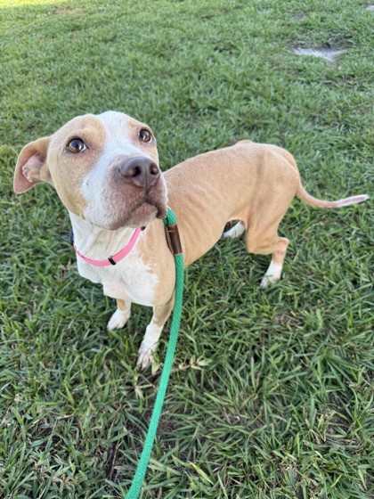 ESPERANZA - Mixed Breed, Medium (up to 44 lbs fully grown) / Mix available for adoption