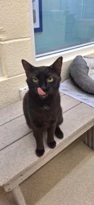 DJINN - Domestic Shorthair / Mix available for adoption