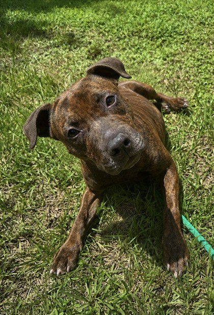 LUNA - Mixed Breed, Medium (up to 44 lbs fully grown) / Mix for adoption in Palm Bay