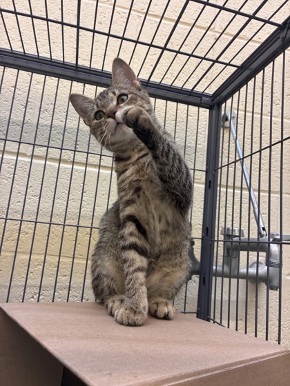 BEAN DIP - Domestic Shorthair / Mix available for adoption
