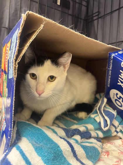 DAVINCI - Domestic Shorthair / Mix available for adoption