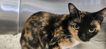 BARBIE GIRL - Domestic Shorthair / Mix available for adoption