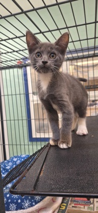 AUSTIN - Domestic Shorthair / Mix available for adoption