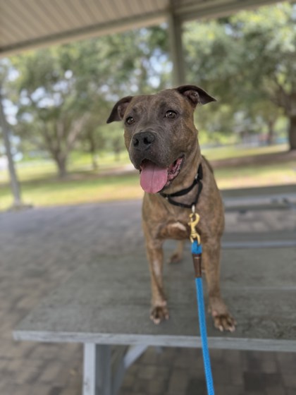 TASI - Mixed Breed, Large (over 44 lbs fully grown) / Mix for adoption in Palm Bay