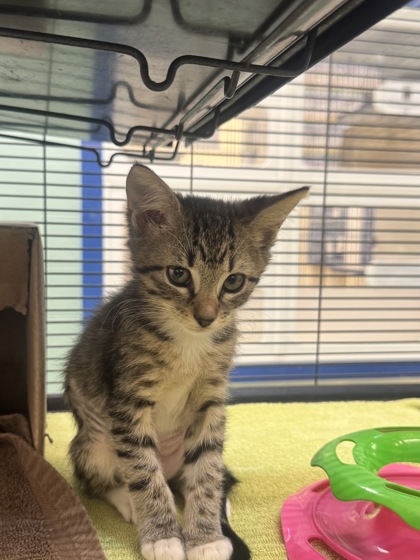 AUDREY - Domestic Shorthair / Mix available for adoption