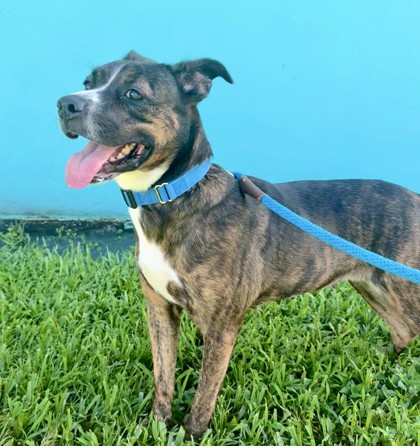 HAZEL - Mixed Breed, Medium (up to 44 lbs fully grown) / Mix available for adoption
