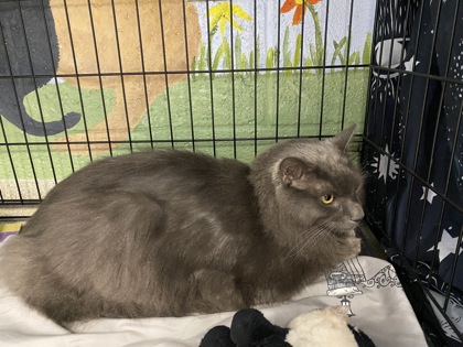 BART - Domestic Medium Hair / Mix available for adoption