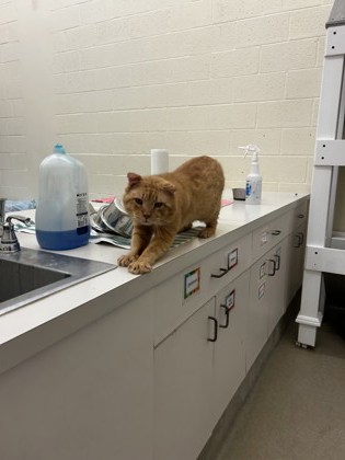 CALEB - Domestic Shorthair / Mix available for adoption