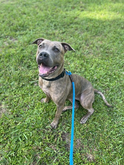 TASI - Mixed Breed, Large (over 44 lbs fully grown) / Mix available for adoption