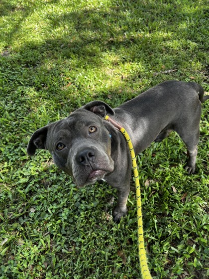 FRED - Mixed Breed, Large (over 44 lbs fully grown) / Mix available for adoption