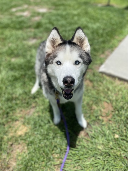 FLUFFY - Siberian Husky / Mix available for adoption