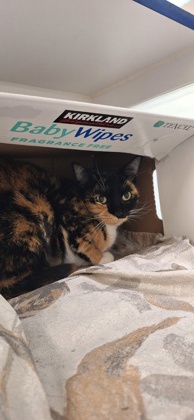 BARBIE GIRL - Domestic Shorthair / Mix available for adoption