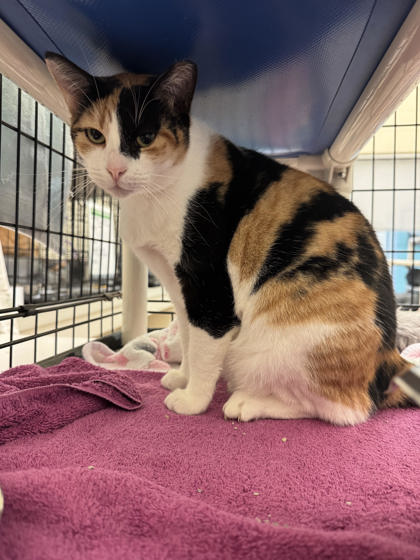 MARTINI - Domestic Shorthair / Mix available for adoption