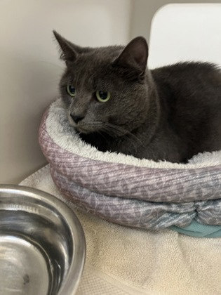 JACK SPARROW - Domestic Shorthair / Mix available for adoption
