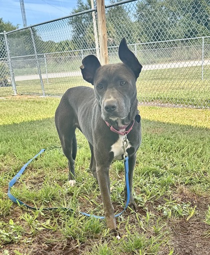 STERLING - American Pit Bull Terrier / Mix available for adoption