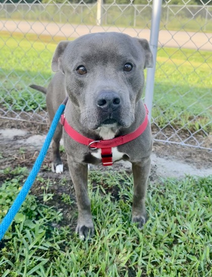 KING - Mixed Breed, Large (over 44 lbs fully grown) / Mix available for adoption