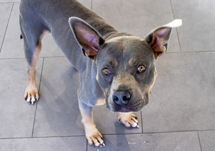 ED - Mixed Breed, Small (under 24 lbs fully grown) / Mix available for adoption