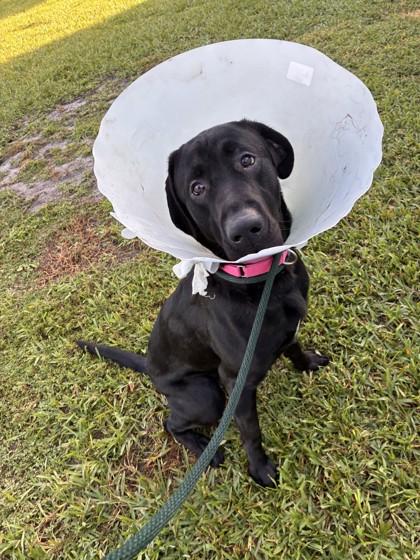 SCOOBY - Labrador Retriever / Mix available for adoption