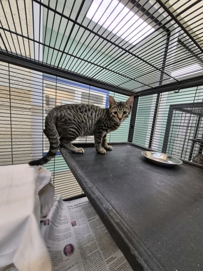 DYSON - Domestic Shorthair / Mix available for adoption