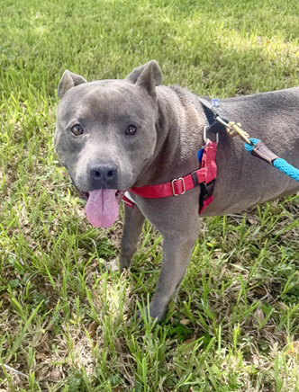 KING - Mixed Breed, Large (over 44 lbs fully grown) / Mix available for adoption