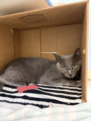 OSCAR THE GROUCH - Domestic Shorthair / Mix available for adoption